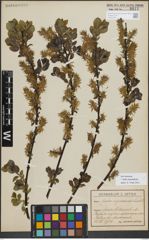 Foto von Salix myrsinifolia Salisb.